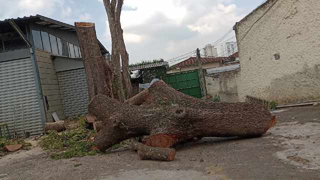 Foto 1 - Remoo com retirada de raiz